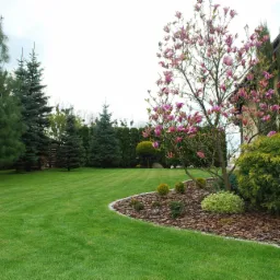 Utrzymany trawnik z magnolią w pełnym rozkwicie, obrzeże z kory, iglaki w tle, dom z roletami zewnętrznymi.