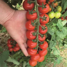 Rozsady pomidor&oacute;w