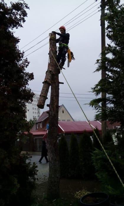 Arborysta w kasku i uprzęży, wysoko na ściętym pniu drzewa, zabezpieczony liną, z piłą łańcuchową przy pasie, w tle budynki mieszkalne i linia energetyczna.