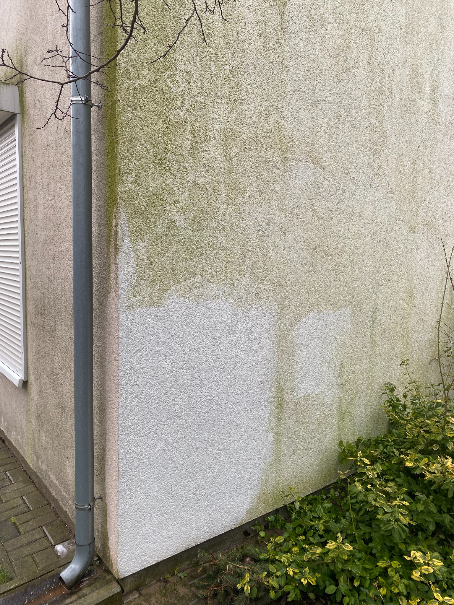 Fragment elewacji budynku po częściowym czyszczeniu, widoczny kontrast między czystą, białą powierzchnią a zabrudzoną, zielonkawą ścianą. Rynna i roślinność przy ścianie.