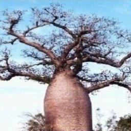 Baobab. Tereny zielone, wycinka drzew. Odśnieżanie