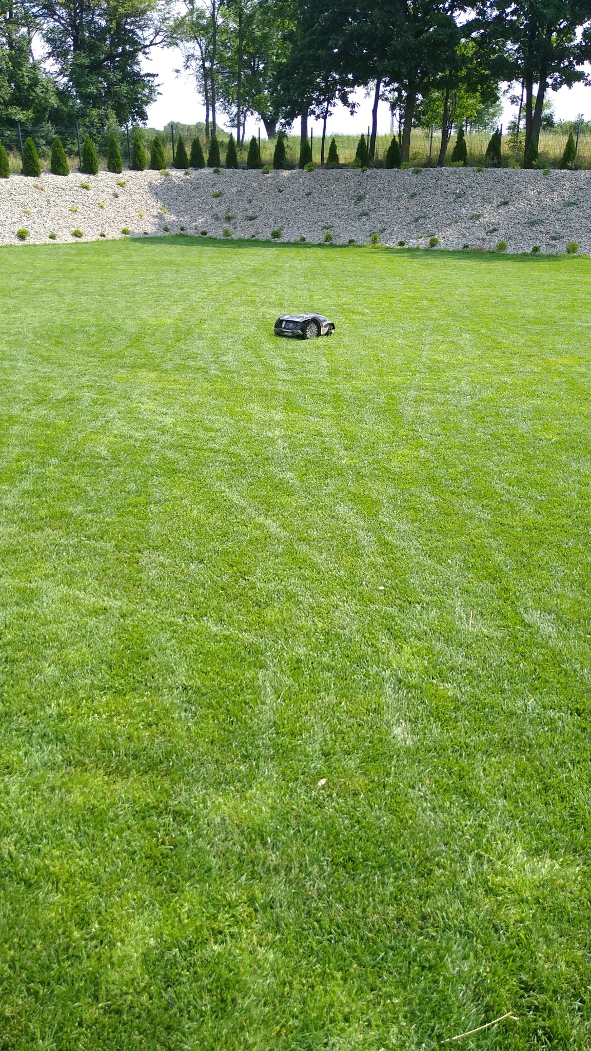 Robot koszący pracuje na idealnie przystrzyżonym, zielonym trawniku przed ozdobnym nasypem z kamieni i rzędem drzew.