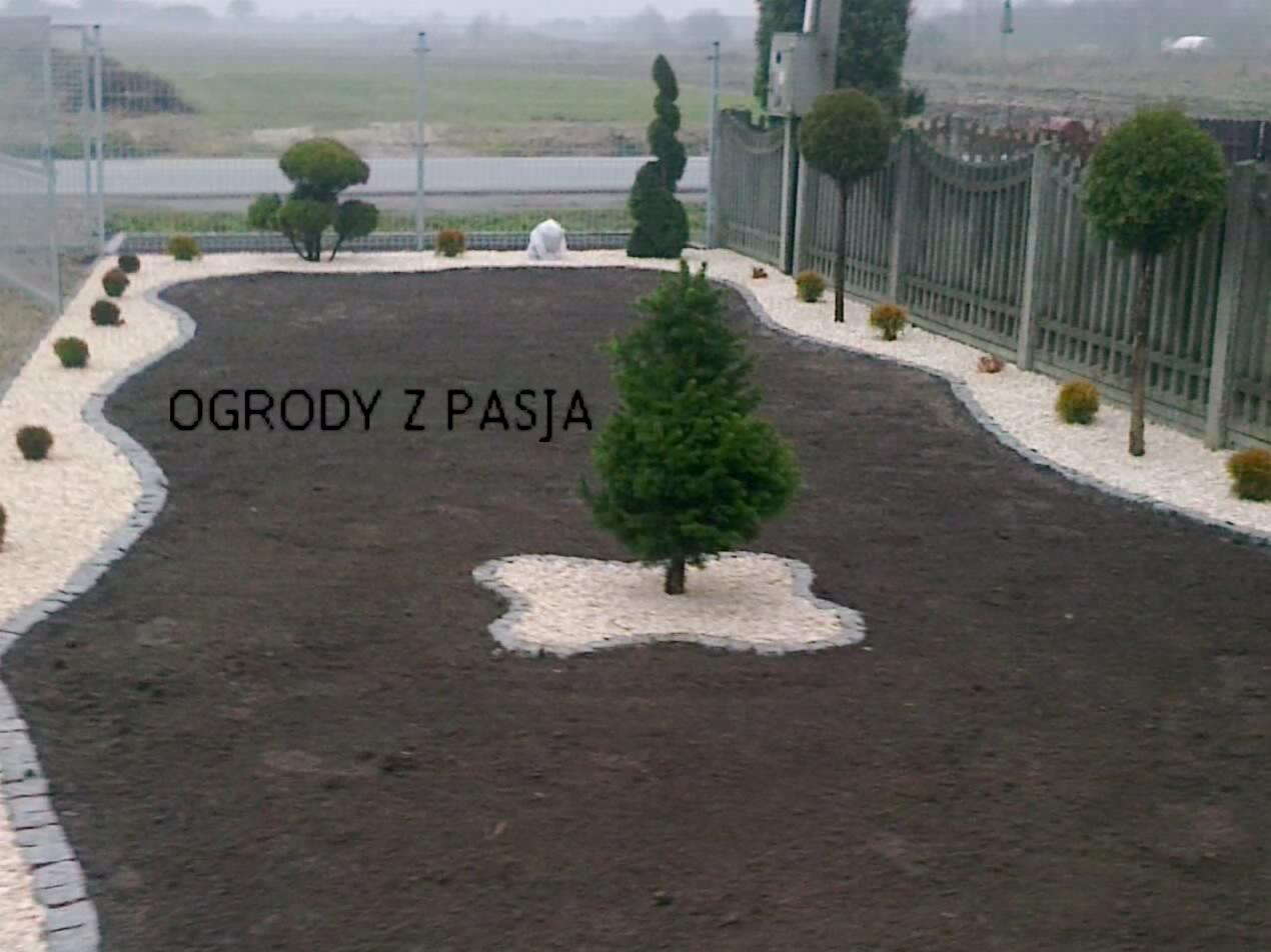 Nowo założony trawnik z młodymi drzewkami i krzewami ozdobnymi, obrzeża wysypane białym żwirem, widoczne drzewka formowane w kule i spiralę, w tle ogrodzenie z metalową siatką.