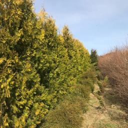 tuje różne gatunki 