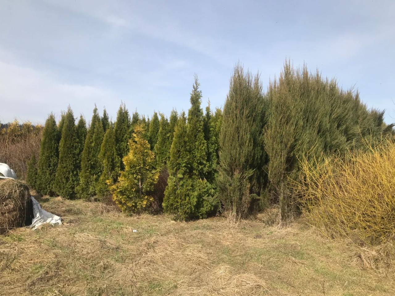 Rząd młodych, zielonych drzew iglastych (tuje i jałowce) w szkółce, z widocznymi żółtymi krzewami i stertą siana w tle, na polu z uschniętą trawą pod pochmurnym niebem.