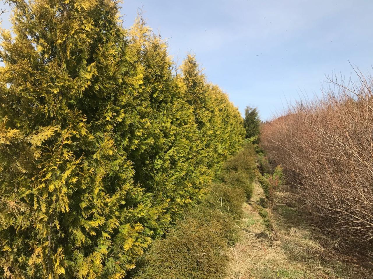 tuje różne gatunki