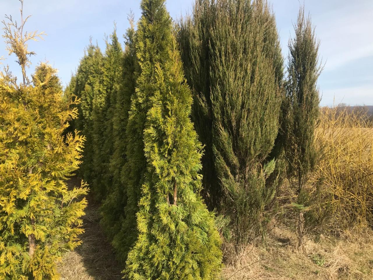 Rząd posadzonych tui szmaragdowych i cyprysów w ogrodzie, widok z dołu, różne odcienie zieleni i brązu, w tle błękitne niebo.