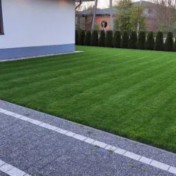 Świeżo skoszony, intensywnie zielony trawnik z widocznymi pasami po kosiarce, graniczący z szarą kostką brukową z białymi akcentami i rzędem tuj w tle.