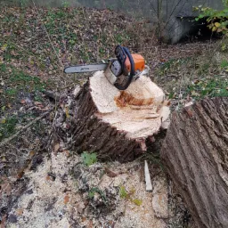 Ścięty pień drzewa z piłą spalinową Stihl na wierzchu, otoczony wi&oacute;rami i fragmentami drewna, w tle widoczny betonowy przepust.