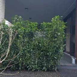 Gęsty żywopłot z ciemnozielonych liści, częściowo przysłaniający wejście do nowoczesnego domu z drewnianą elewacją, obok drzewo bezlistne z pąkami, na czarnym żwirze, w tle widoczny fragment białej...