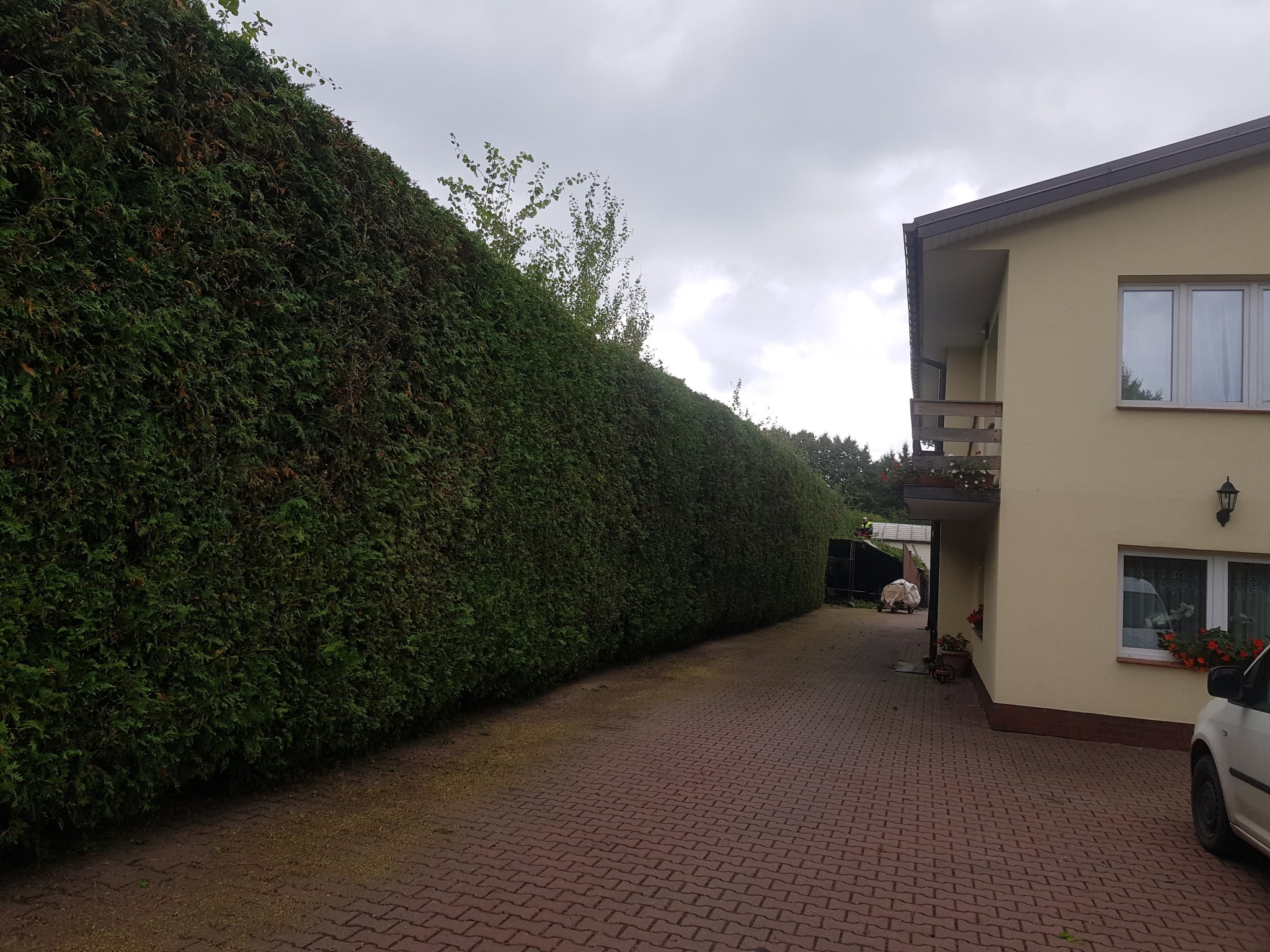 Długi, równo przycięty żywopłot z tui szmaragdowej, oddzielający posesję w Otwocku od ulicy, widoczny z perspektywy brukowanego podjazdu. Obok stoi dom z balkonem i kwiatami w oknach.