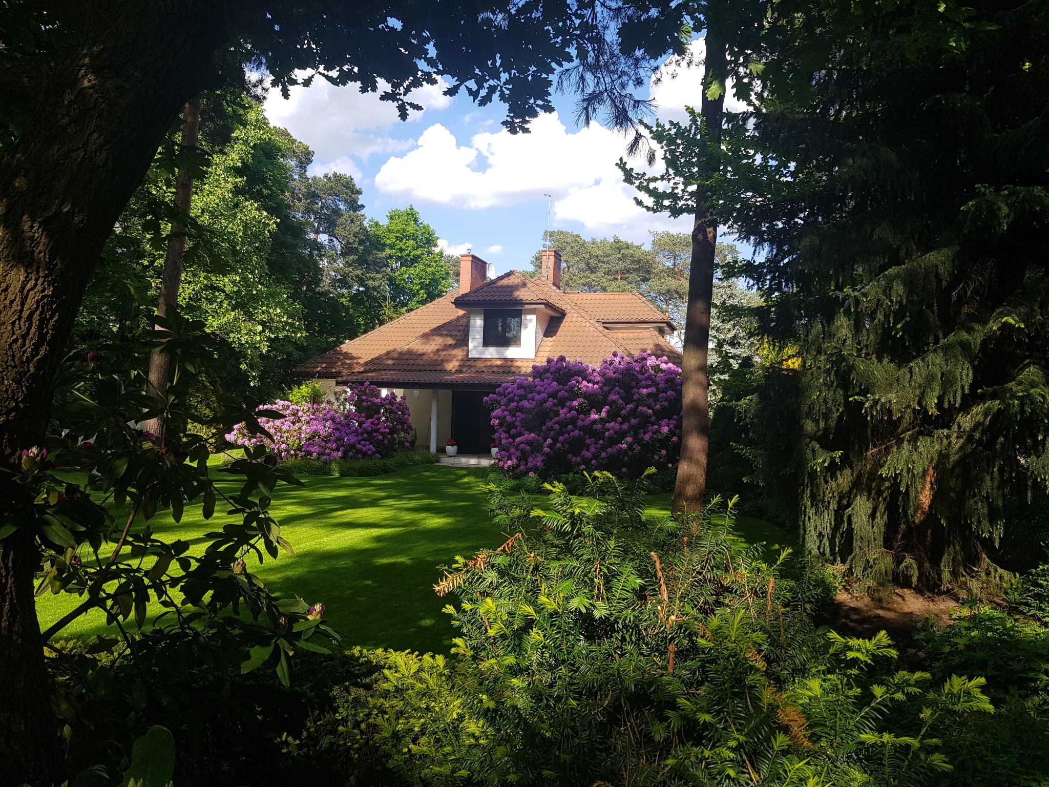 Dom jednorodzinny z brązowym dachem, otoczony zielonym trawnikiem i kwitnącymi rododendronami w odcieniach fioletu, widziany zza drzew w słoneczny dzień.