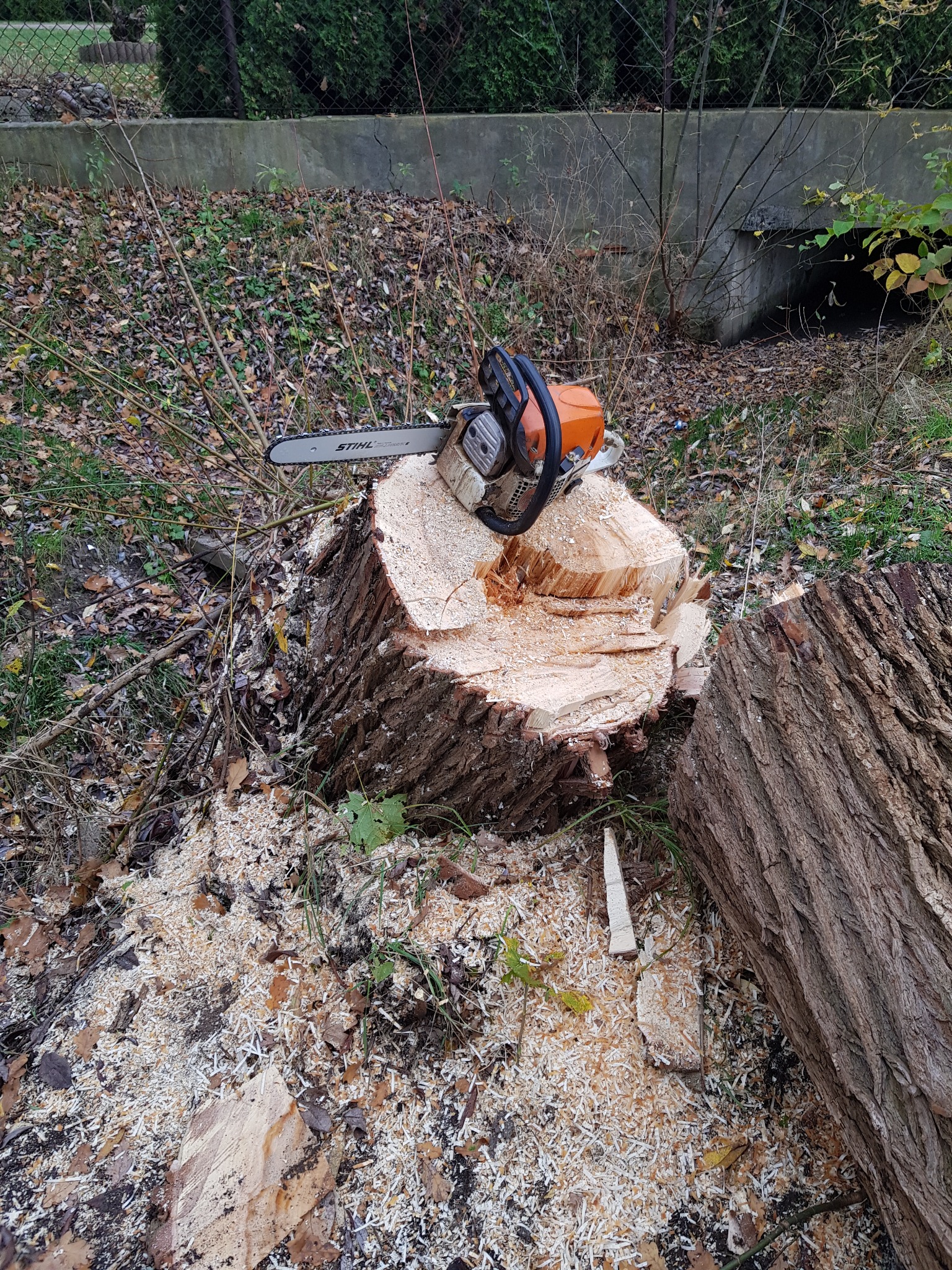 Ścięty pień drzewa z piłą spalinową Stihl na wierzchu, otoczony wiórami i fragmentami drewna, w tle widoczny betonowy przepust.
