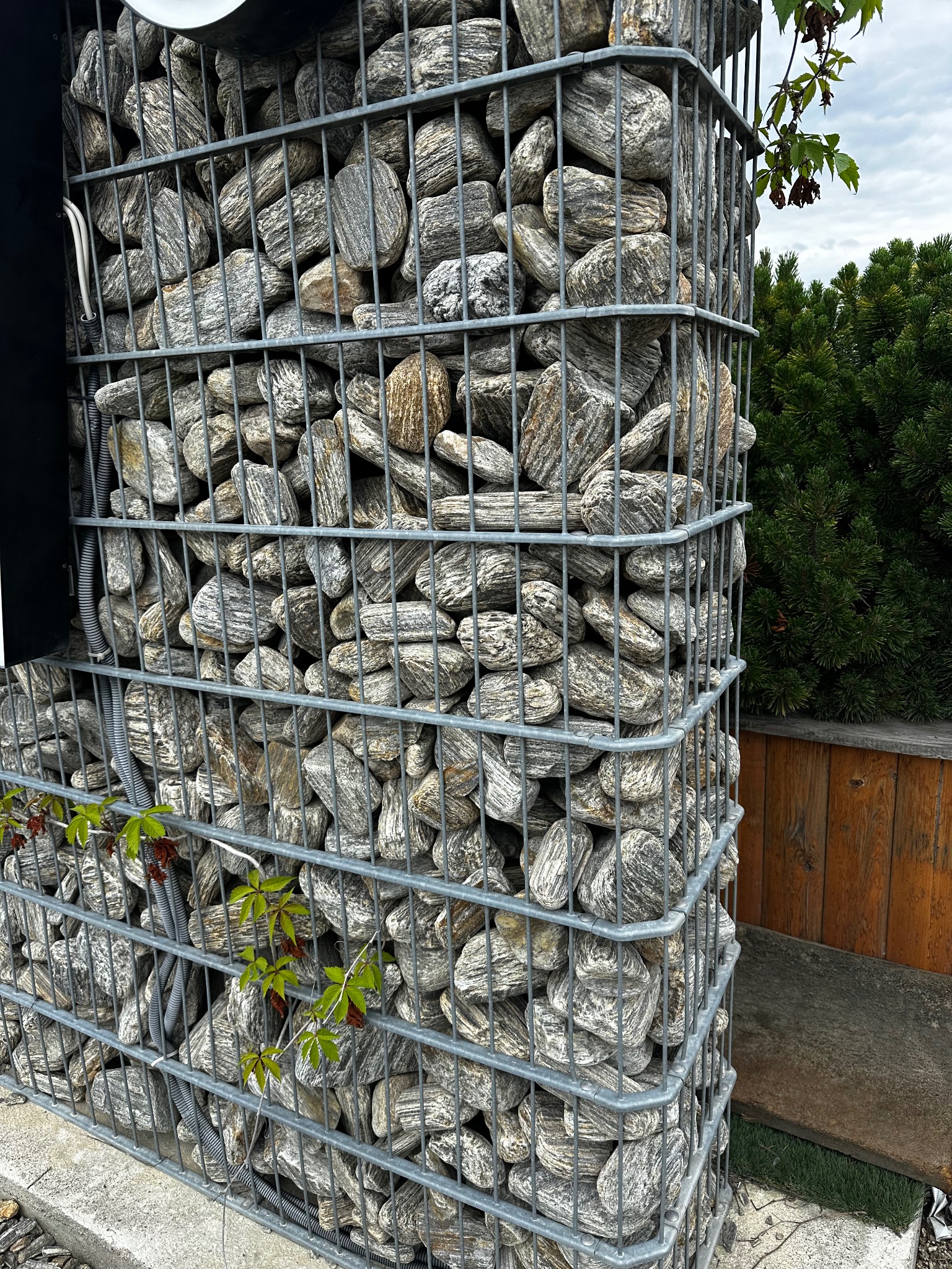 Gabion z szarego kamienia z widocznymi przewodami w peszlu, z zielenią pnącą się po siatce, na tle drewnianego ogrodzenia i iglaka.