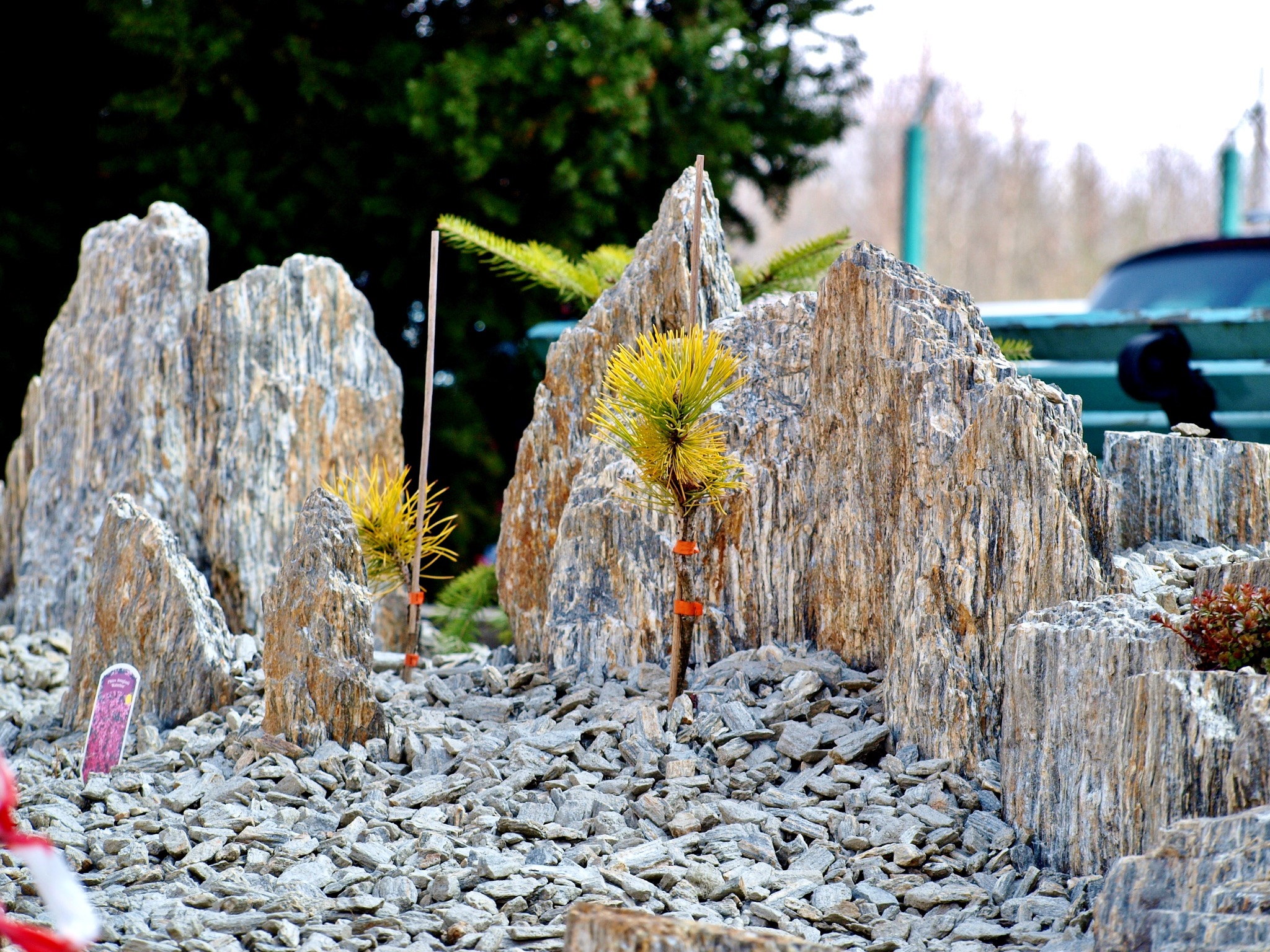 Miniaturowy skalniak z żółtymi iglakami, otoczony drobnymi kamieniami, z zielonymi drzewami w tle i fragmentem niebieskiego samochodu.