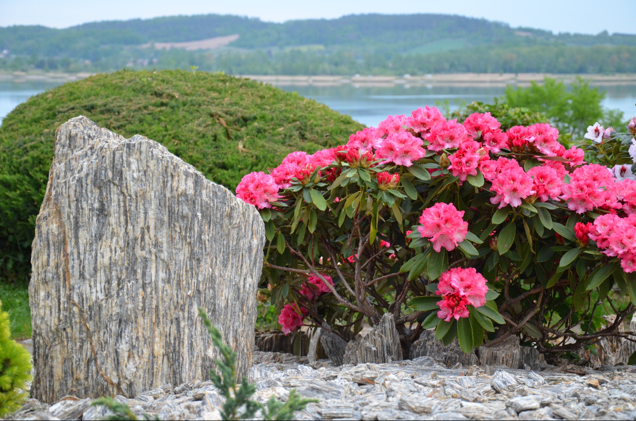 Kompozycja ogrodu z kwitnącym różanecznikiem, kamiennym monolitem i ozdobnym krzewem na tle jeziora i wzgórz.