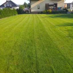 Perfekcyjnie skoszony trawnik z wyraźnymi pasami, otoczony tujami i domami jednorodzinnymi w słoneczny dzień.