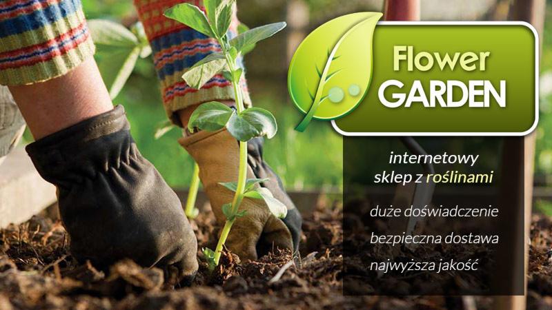 Sadzenie młodej sadzonki w ziemi, widoczne ręce w rękawicach ogrodniczych, w tle logo sklepu internetowego z roślinami Flower Garden.