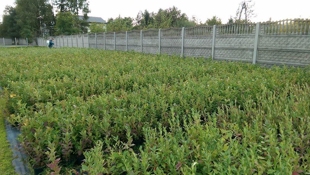 Szkółka krzewów jagodowych, widoczny pracownik z opryskiwaczem plecakowym, w tle betonowe ogrodzenie.