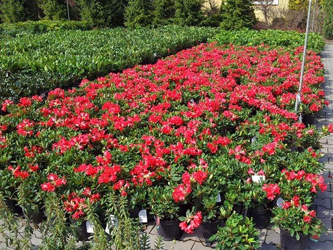 Szkółka roślin: rząd czerwonych azalii w czarnych donicach, za nimi rząd zielonych krzewów.