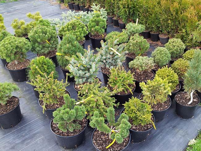 Różnorodne sadzonki iglaków w czarnych doniczkach, wystawione na sprzedaż w Kłomnicach, widoczne etykiety cenowe.