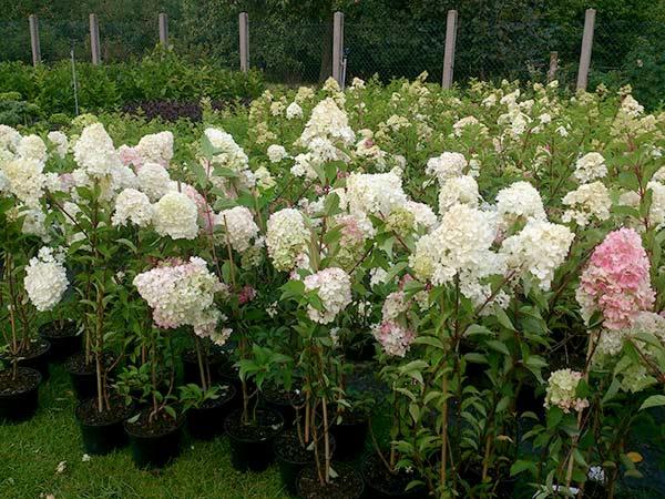Szkółka hortensji bukietowych w doniczkach, odmiana 'Limelight' i 'Pinky Winky', widok z poziomu gruntu.