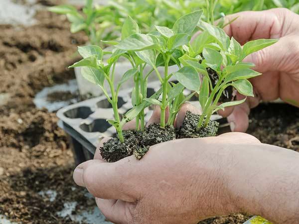 Dłoń trzyma sadzonki papryki z bryłką ziemi na tle rozsady w multiplacie.