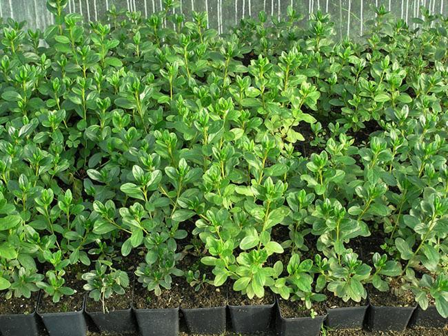 Rząd sadzonek krzewów w czarnych doniczkach, uprawiane w szklarni, widok z góry.