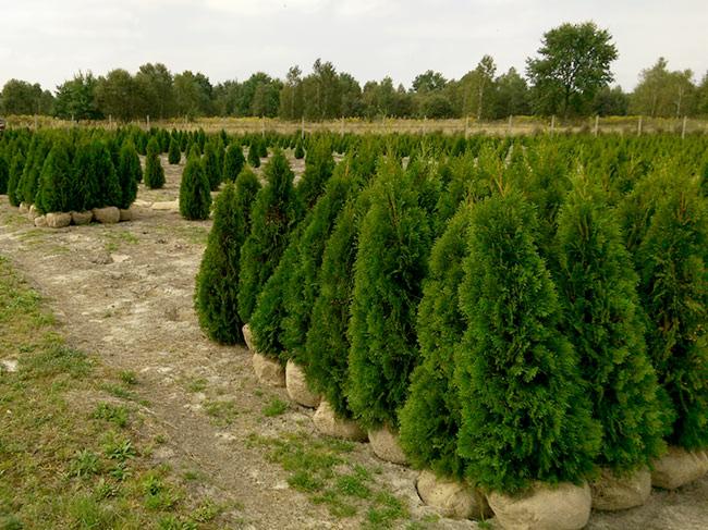 Szkółka drzewek iglastych, tuje w jutowych workach, widok z perspektywy rzędów, na horyzoncie las.