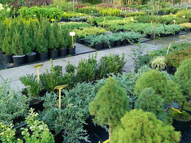 Szeroki kadr szkółki roślin z różnorodnymi gatunkami drzewek i krzewów iglastych w czarnych donicach, ustawionych rzędami na czarnej macie, z żółtymi etykietami cenowymi, widoczne szare płyty...