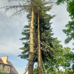 Dwa wysokie świerki, jeden z uschniętymi gałęziami na górze, poobcinane gałęzie, drabina oparta o pień, w tle dom i zieleń ogrodu.