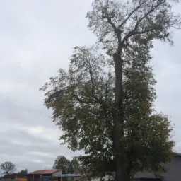 Wysokie drzewo z częściowo usuniętymi gałęziami na tle pochmurnego nieba i zabudowań gospodarczych. Widoczne ślady po cięciu.
