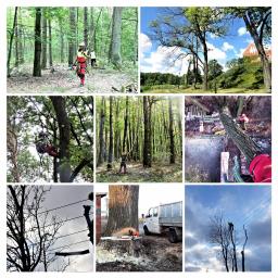 Wyrąb karczowanie usuwanie wycinka i pielęgnacja drzew metodą alpinistyczną - Pielęgnacja Ogrodów Gostynin