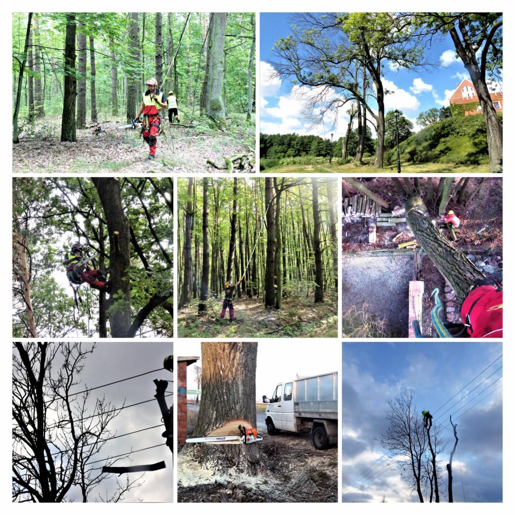 Wyrąb karczowanie usuwanie wycinka i pielęgnacja