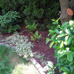 Flora design - Rabata z paprociami, barwinkiem i korą, obrzeże z kostki granitowej, tło z tui i pnia drzewa.