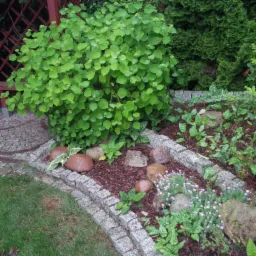 Kompaktowy krzew o okrągłych liściach, obłożony kamieniami i korą, otoczony kamienną obwódką, z widocznymi elementami architektury ogrodowej w tle.