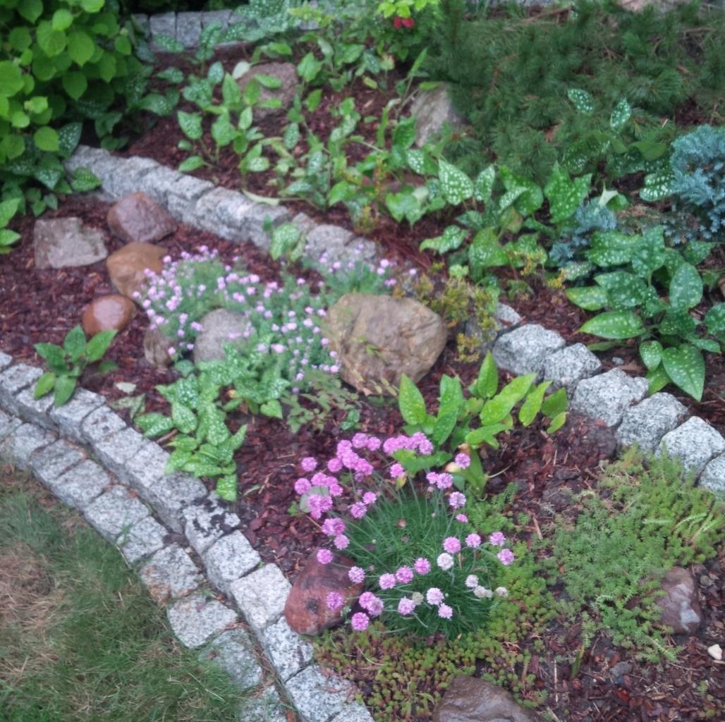 Kaskadowy rabat z kamiennymi obrzeżami, wysypany korą, z różnorodną roślinnością, w tym kwitnącymi na różowo goździkami i plamistymi liśćmi brunery.