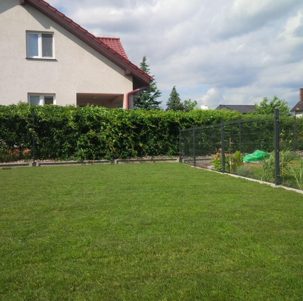 Zadbany trawnik przed domem z siatką ogrodzeniową porośniętą pnączami, widok na dom z czerwonym dachem w tle.
