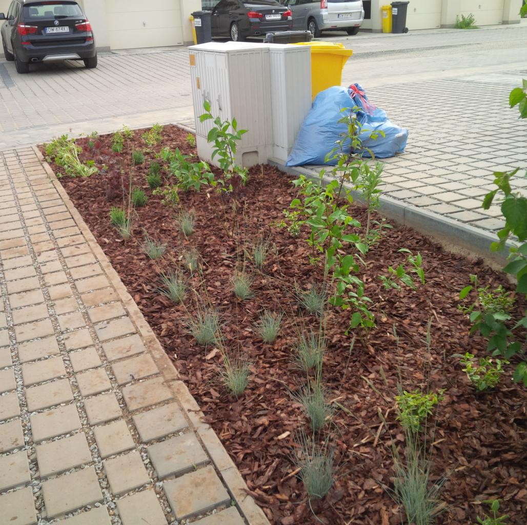 Nowo założony rabat z korą, młodymi drzewkami i ozdobnymi trawami, widok z góry na tle kostki brukowej i zaparkowanych samochodów.