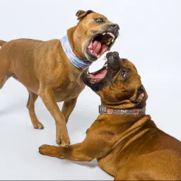 Dwa brązowe psy z wyszczerzonymi zębami, jeden stojący z niebiesko-różową chustą, drugi leżący z obrożą ozdobioną liskami na białym tle.