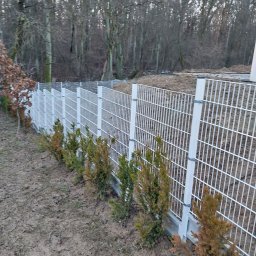 Montujemyogrodzenia.pl - Białe ogrodzenie panelowe z młodymi tujami posadzonymi wzdłuż linii płotu, widoczne ślady prac ziemnych i drzewa w tle.