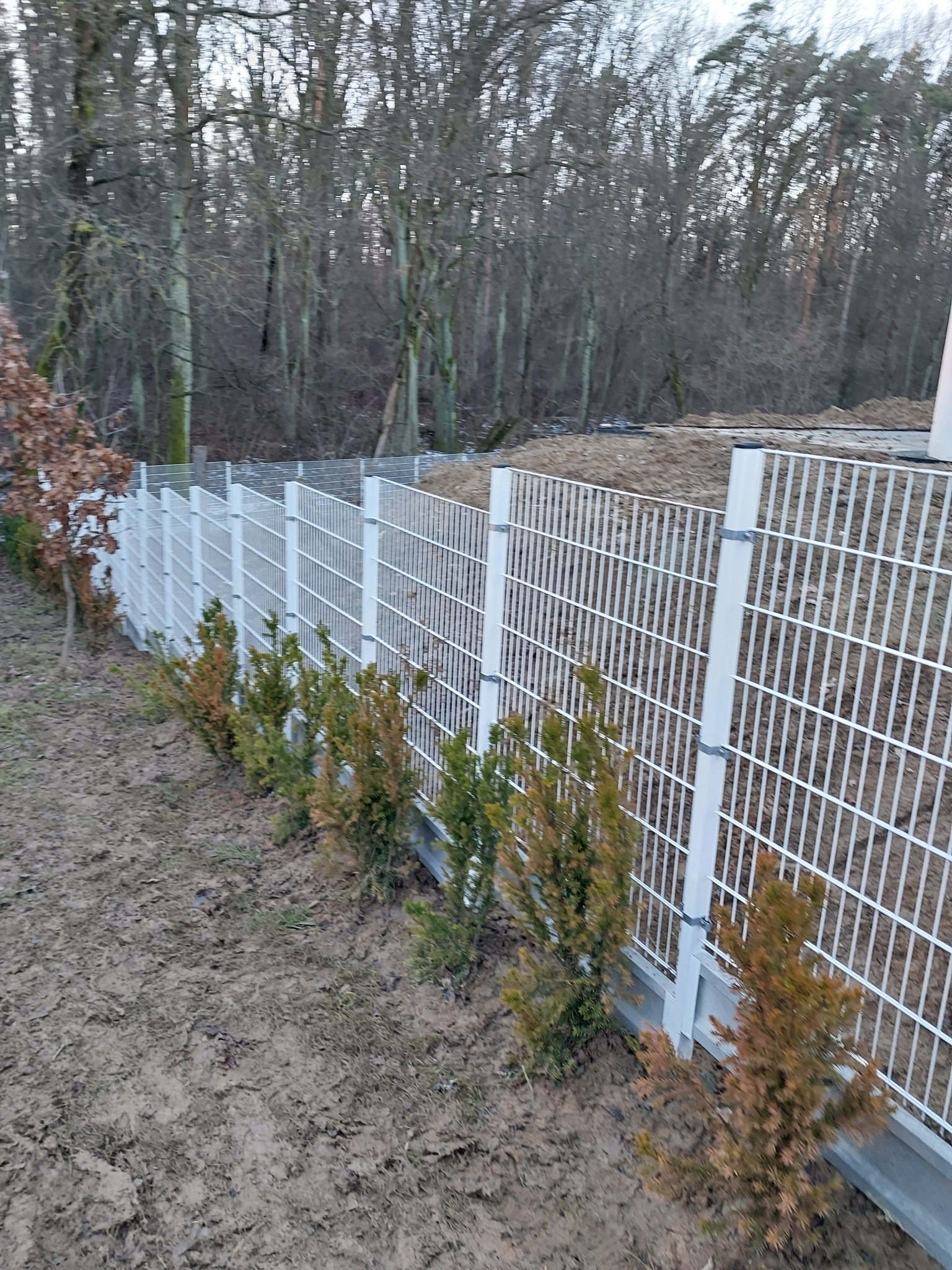 Białe ogrodzenie panelowe z młodymi tujami posadzonymi wzdłuż linii płotu, widoczne ślady prac ziemnych i drzewa w tle.