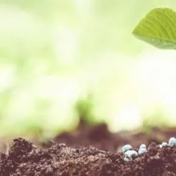 Dłoń rozsypuje granulki nawozu wokół młodej sadzonki na tle rozmytej zieleni, obok logo firmy Medimed Tarajko Marcin.