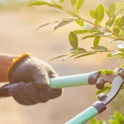 Przycinanie krzewu nożycami ogrodowymi przez ogrodnika w rękawicach, w tle rozproszone światło słoneczne.