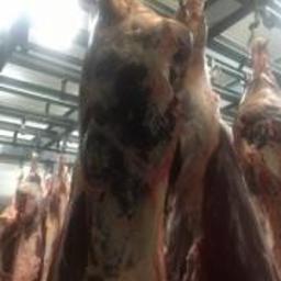 Bydło Goszczanów 2