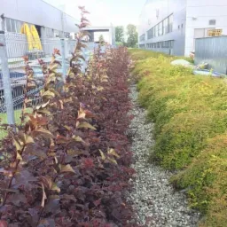 Rząd bordowych krzewów oddzielony żwirową ścieżką od zielonych roślinności wzdłuż ściany budynku przemysłowego.