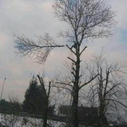 Pielęgnacja ogrodów Rybnik  4