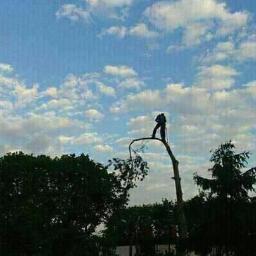 Przemysław Szulik -Wycinka i pielęgnacjadrzew