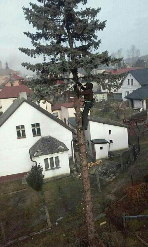 Arborysta w uprzęży, przycina wysokie drzewo iglaste w ogrodzie przydomowym, widoczne budynki mieszkalne w tle, pochmurny dzień.
