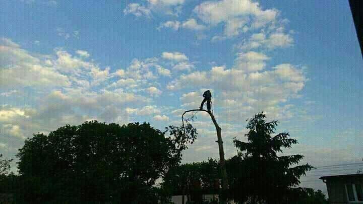 Mężczyzna w ciemnej odzieży stoi na obciętej gałęzi drzewa na tle błękitnego nieba z chmurami, wykonując prace pielęgnacyjne.